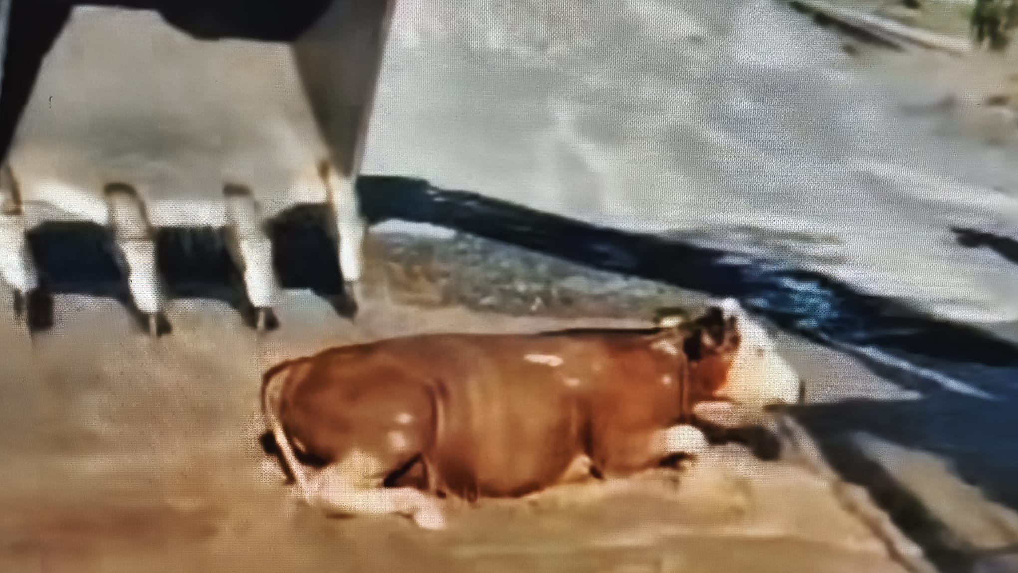 SULAMA KANALINDAN KURTARILAN İNEK DOĞUM YAPTI