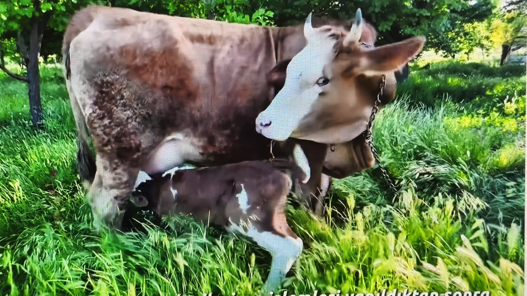 SULAMA KANALINDAN KURTARILAN İNEK DOĞUM YAPTI