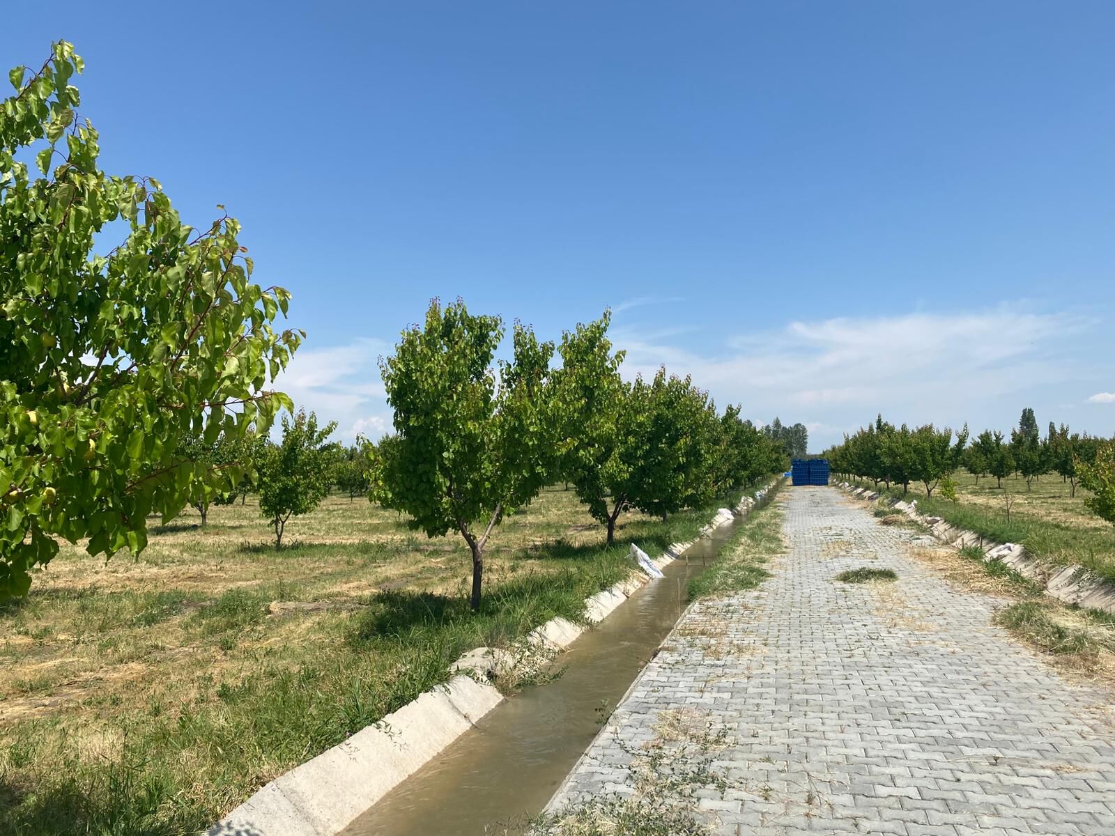 Iğdır''da Kayısı Hasadı Bir Hafta Sonra Başlıyor 