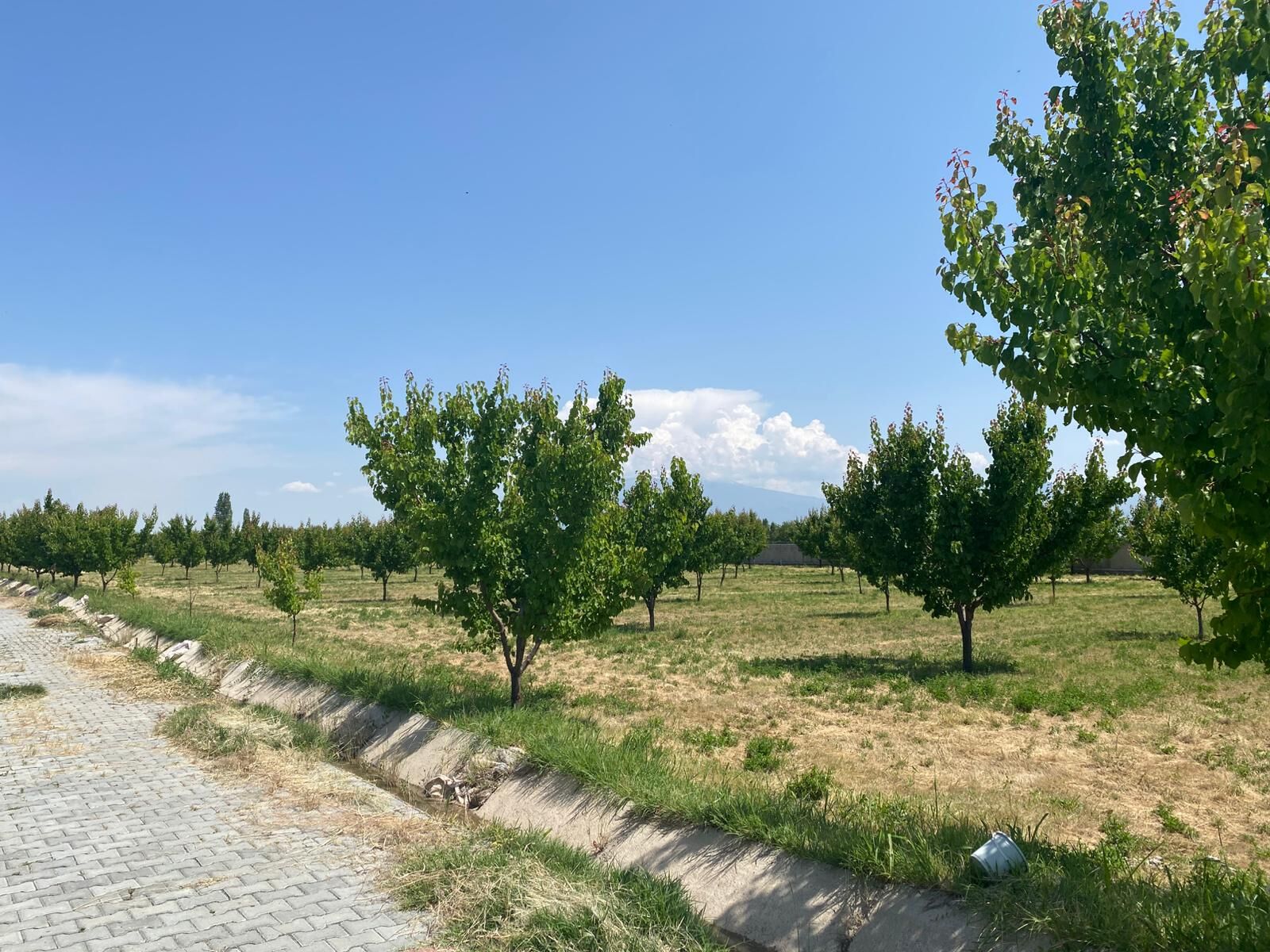 Iğdır''da Kayısı Hasadı Bir Hafta Sonra Başlıyor 