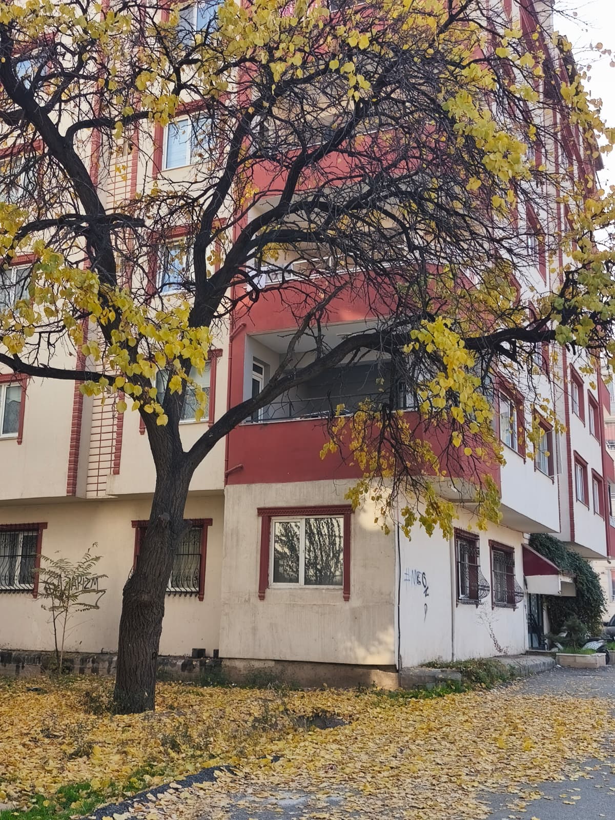 D5E0E039 5195 4791 B4F7 F60Afba63Bea