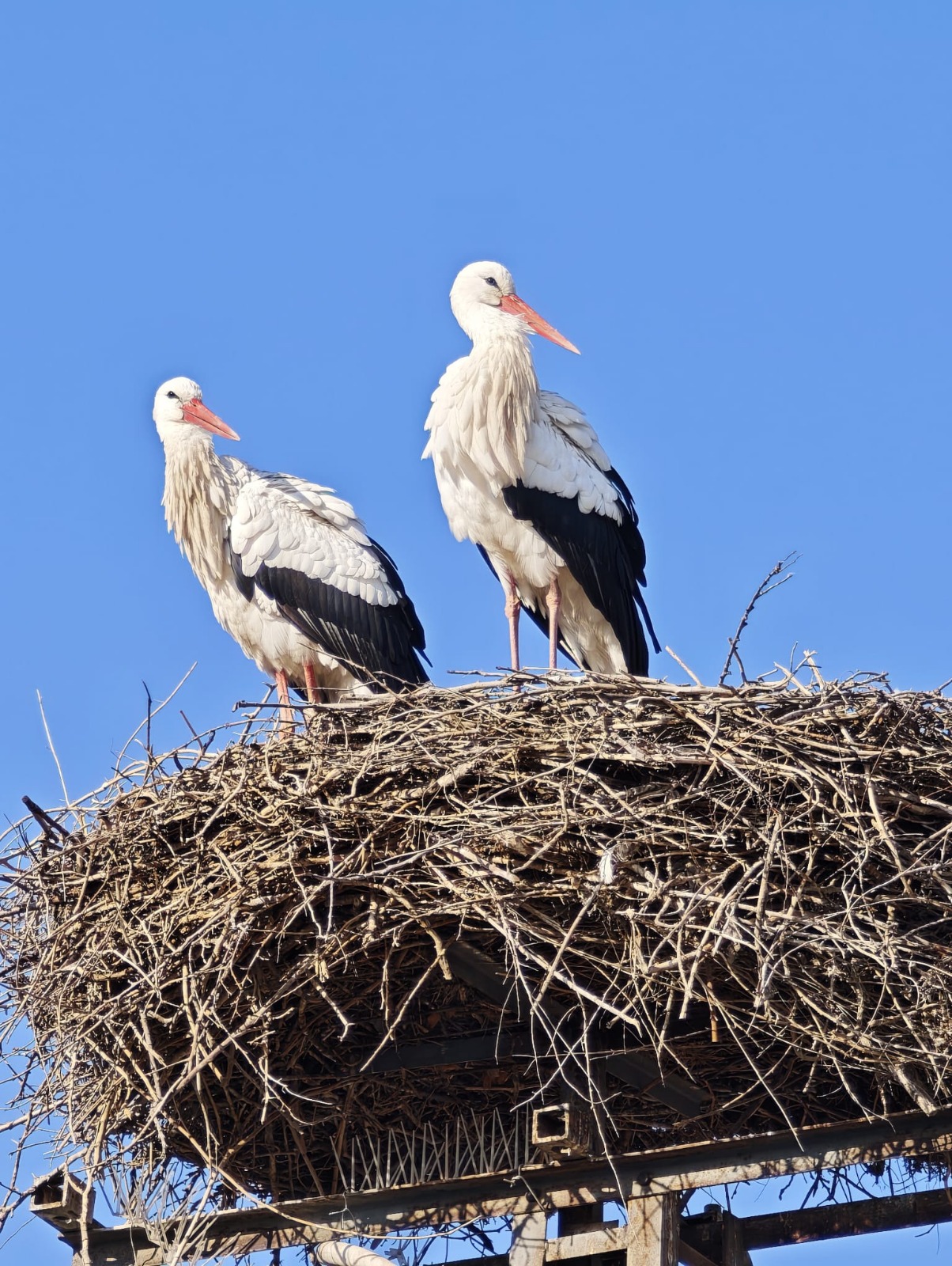 264D0414 F75E 4122 9889 38367Da89E10