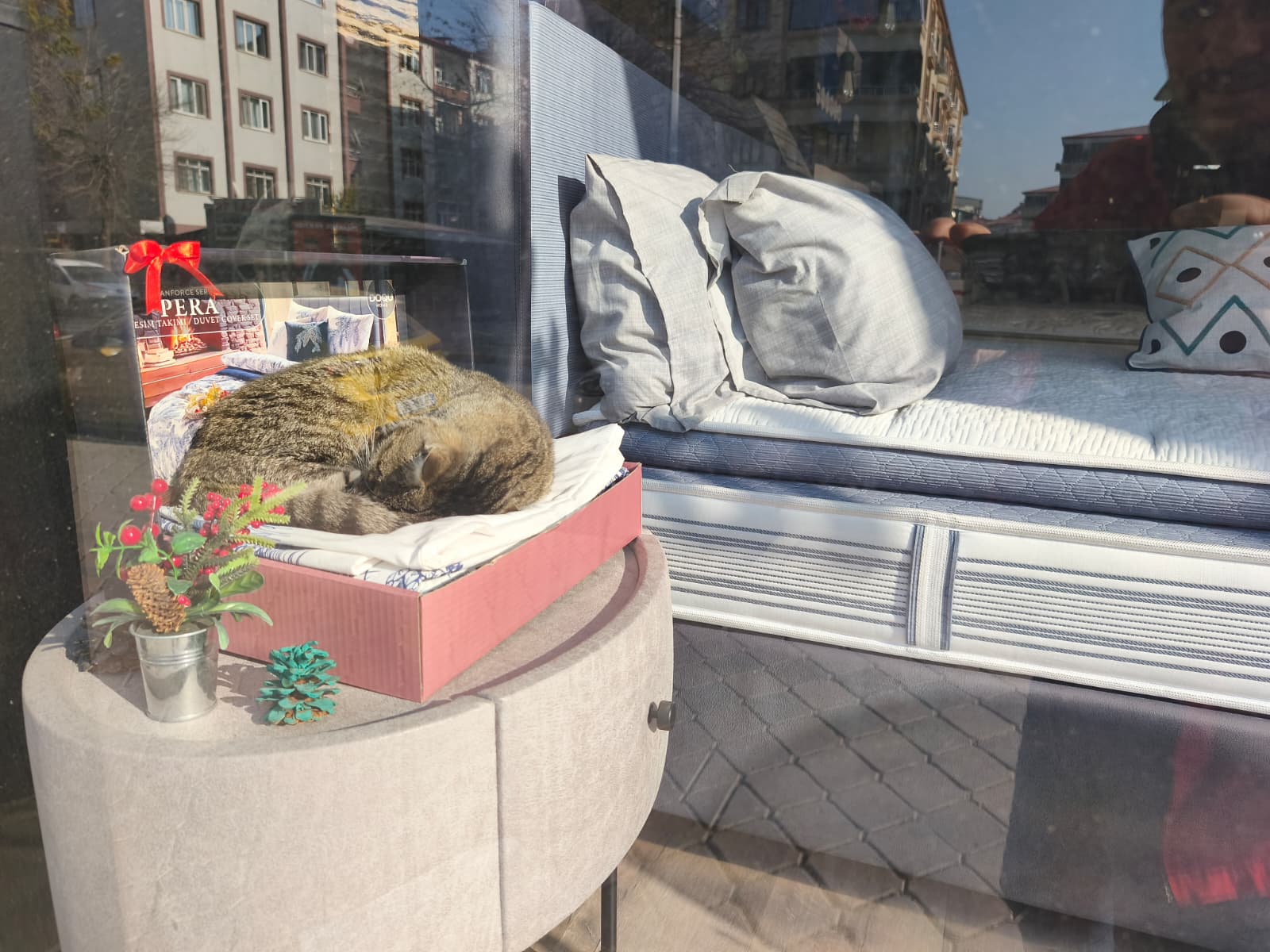 43Ca5E3D 5Bbe 41Ad 93A4 953C04Ba8Aad