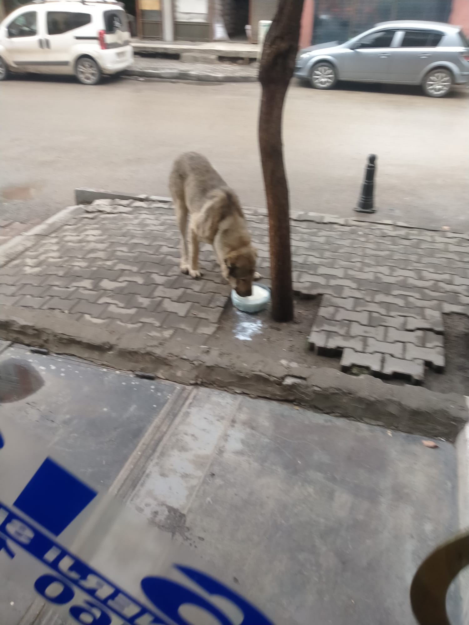 1D335245 82D0 41D2 86De 06F794Aa52Ba-1