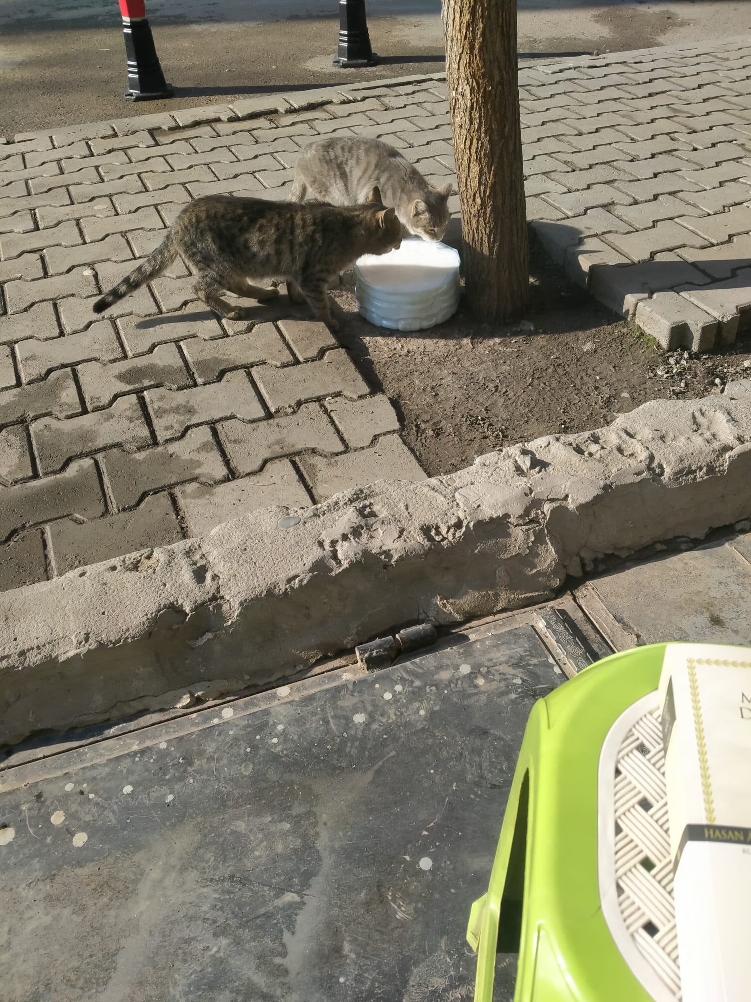 Cfef0Df0 3818 4D46 A32D 1E19Fab41D41