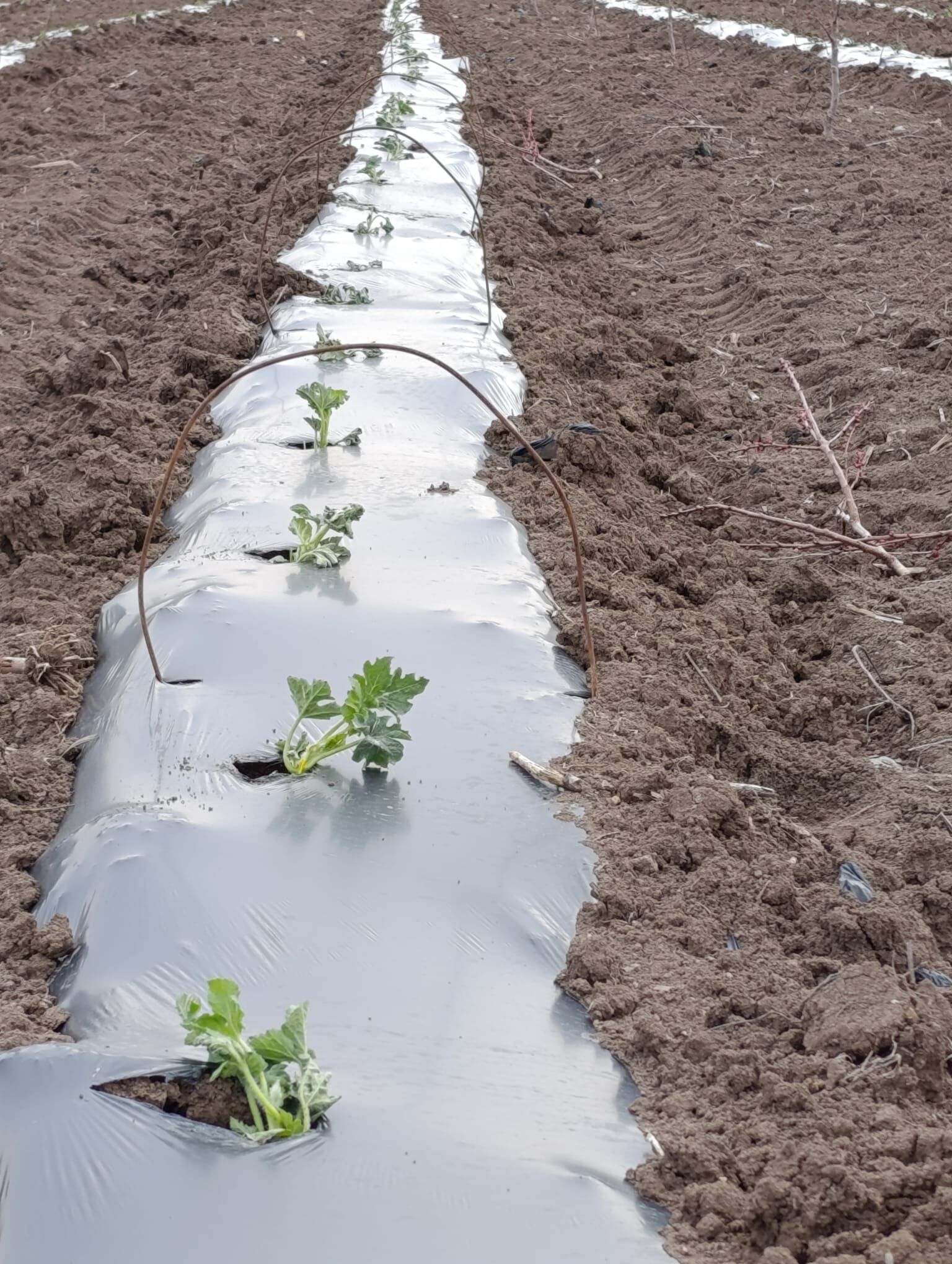 Whatsapp Image 2026 03 25 At 09.18.17 (1)