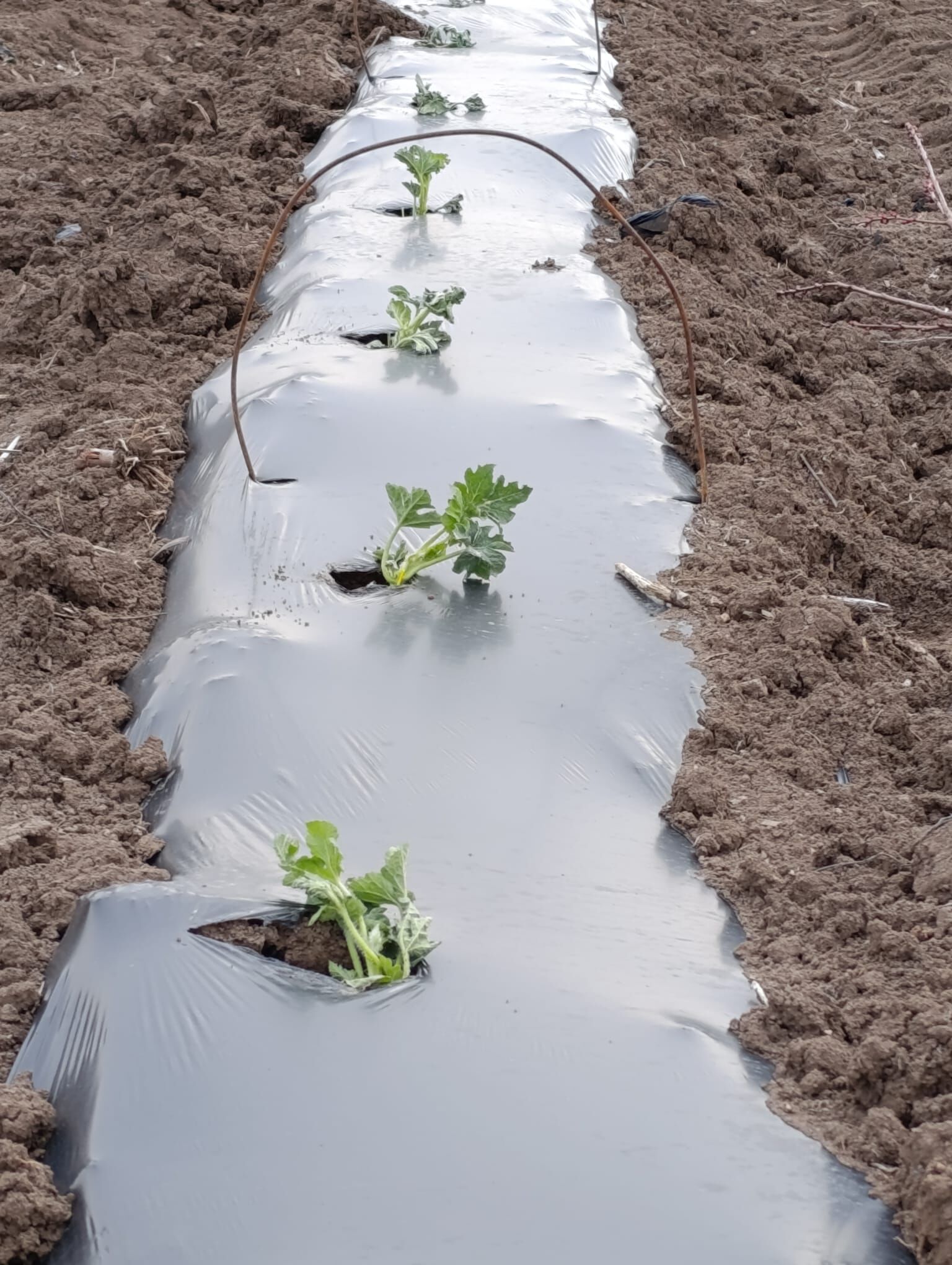 Whatsapp Image 2026 03 25 At 09.18.17