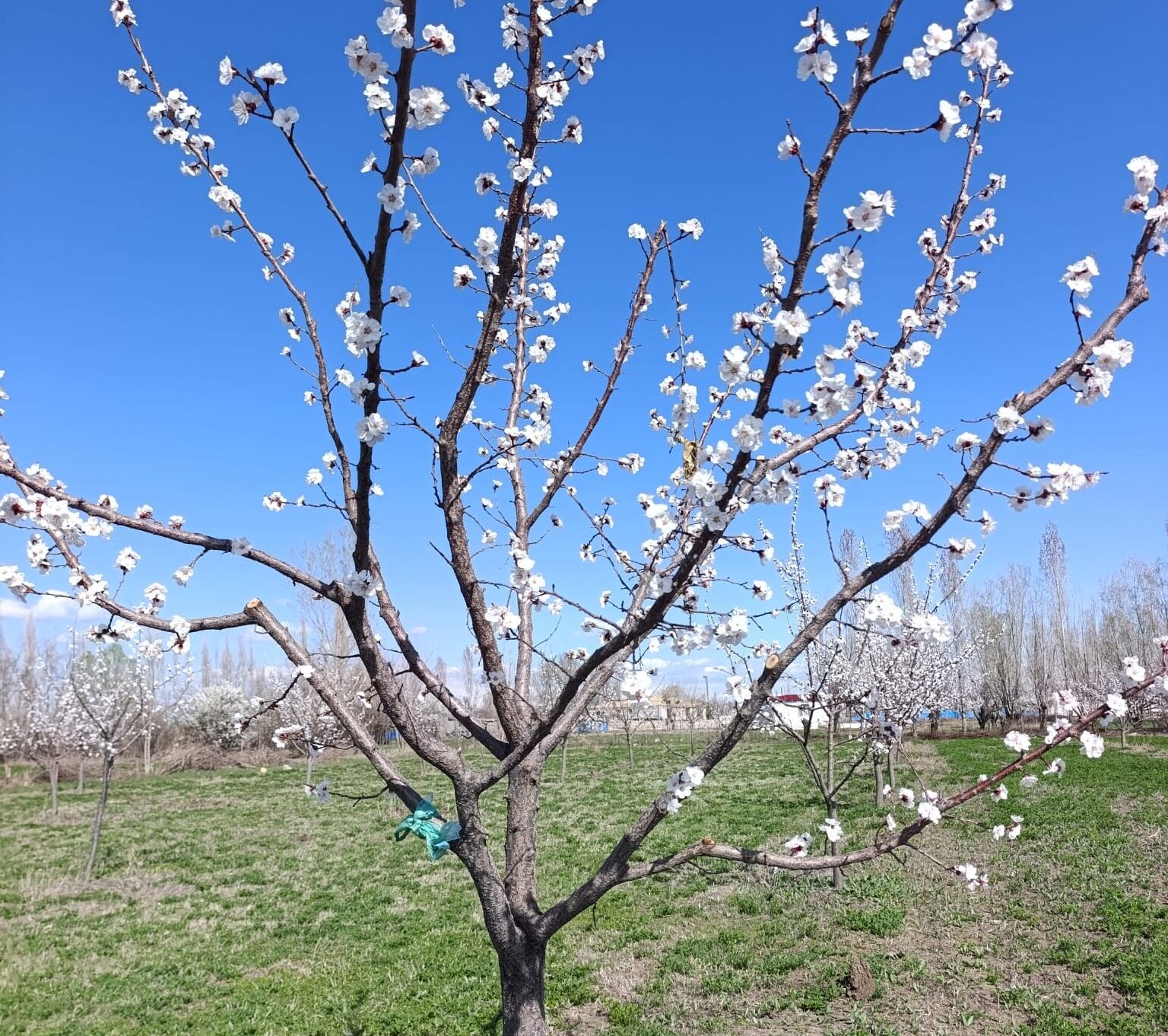 659126003 2200393100729411 2408977675693672840 N