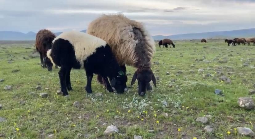 Ağrı'da küçükbaş hayvanlar meralara çıkarıldı