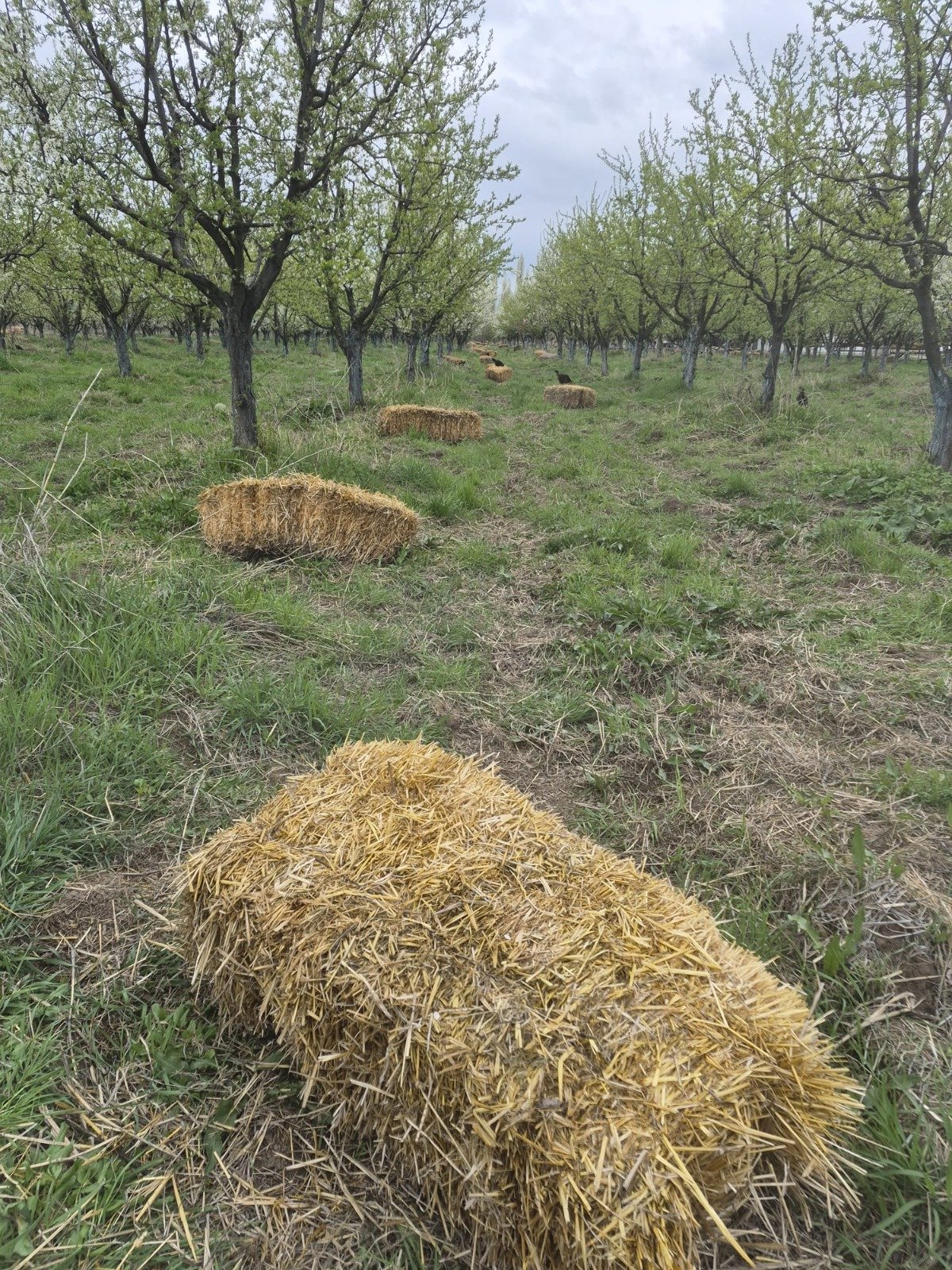 Cea10067 0Eff 46D3 B064 8D31413302Eb