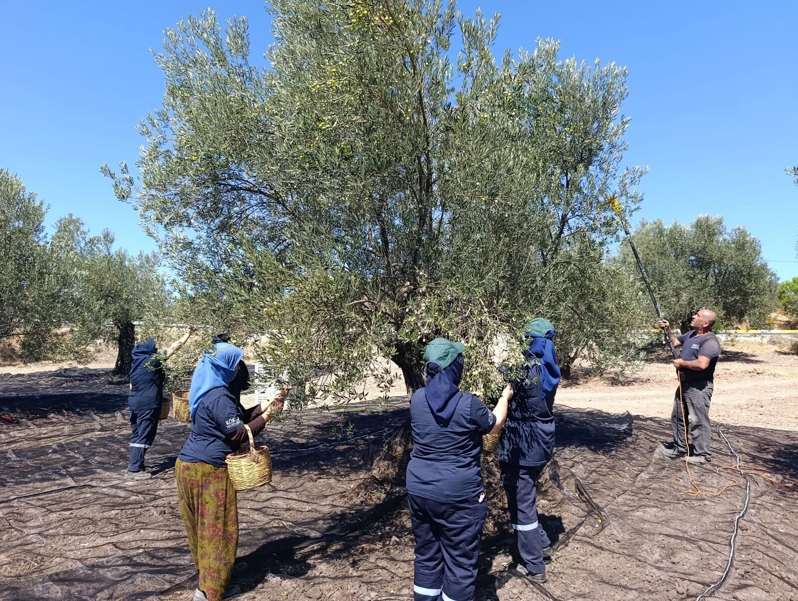 Türkiye’de Zeytin Sezonu Ayvalık’tan Başladı: Hedef 500 Bin Ton Üretim, 1 Milyar Dolar İhracat