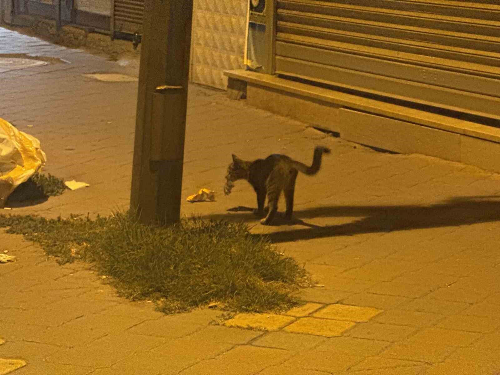 Iğdır'da kedinin fareyle 20 dakikalık oyunu kamerada